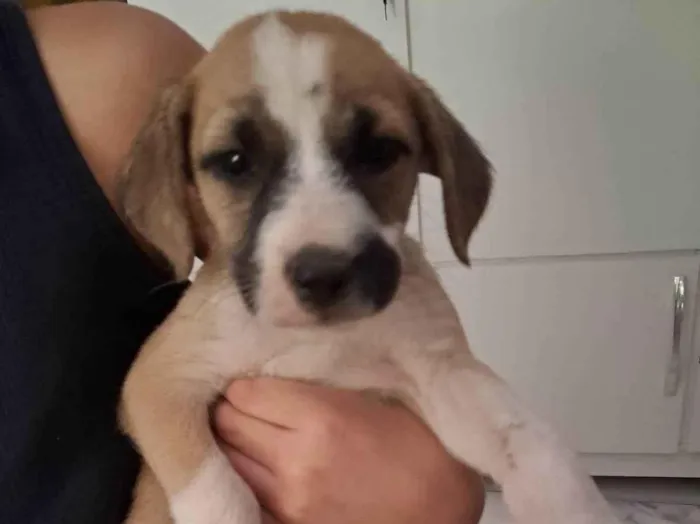Cachorro ra a SRD-ViraLata idade Abaixo de 2 meses nome VERONICA ARAUJO DE ALMEIDA