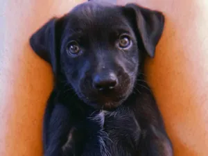 Cachorro raça Labrador idade 2 a 6 meses nome Pequena