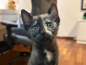 Gato raça SRD-ViraLata idade 2 a 6 meses nome Gatinha cara metade