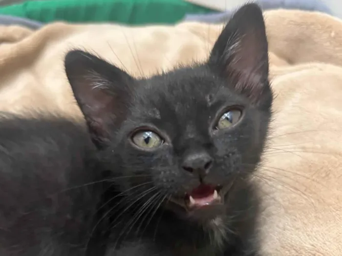 Gato ra a SRD-ViraLata idade 2 a 6 meses nome Gatinho preto