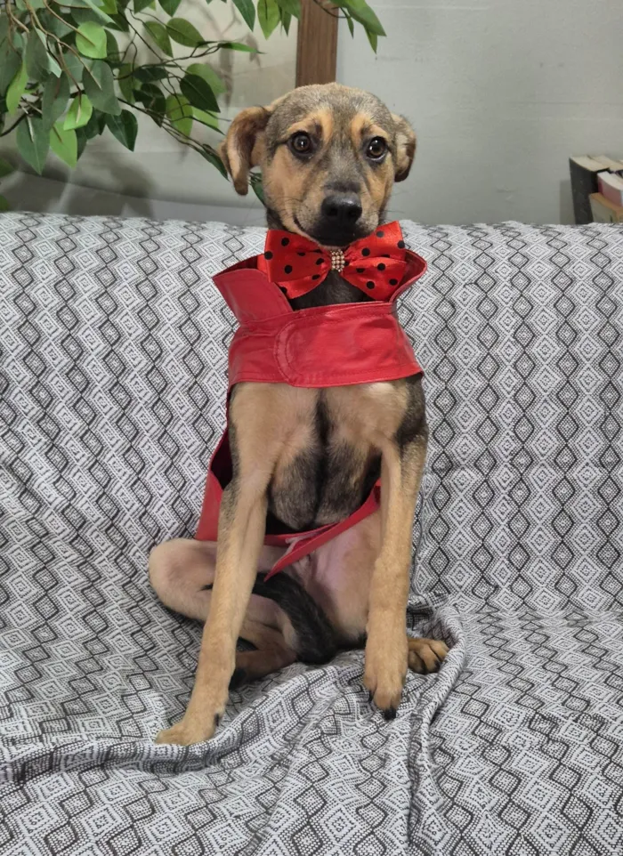 Cachorro ra a SRD-ViraLata idade 7 a 11 meses nome Bento