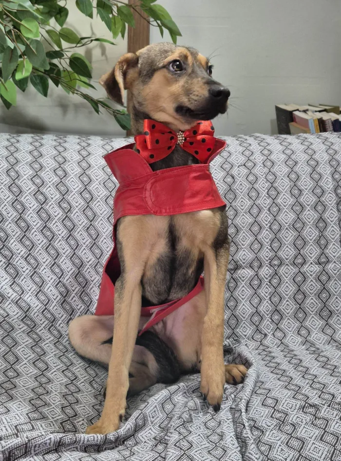 Cachorro ra a SRD-ViraLata idade 7 a 11 meses nome Bento