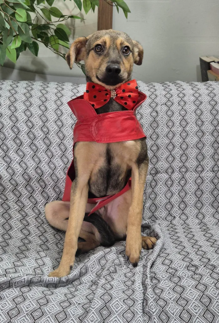 Cachorro ra a SRD-ViraLata idade 7 a 11 meses nome Bento