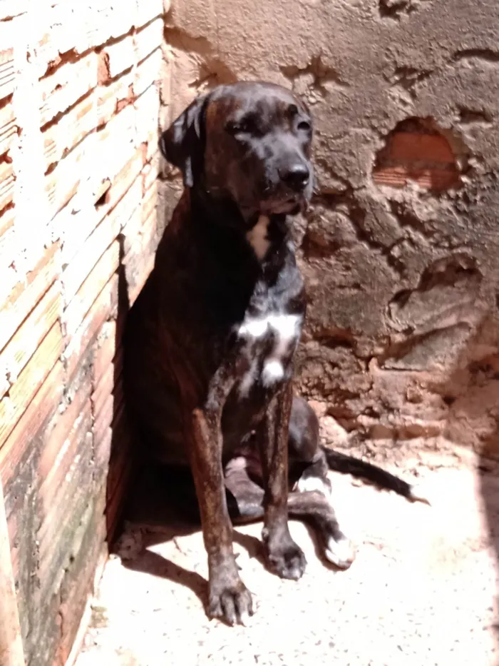 Cachorro ra a SRD-ViraLata idade 4 anos nome Pantera 
