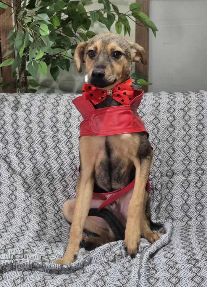 Cachorro ra a SRD-ViraLata idade 7 a 11 meses nome Bento