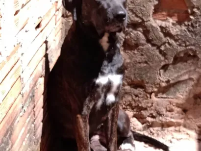 Cachorro raça SRD-ViraLata idade 4 anos nome Pantera 