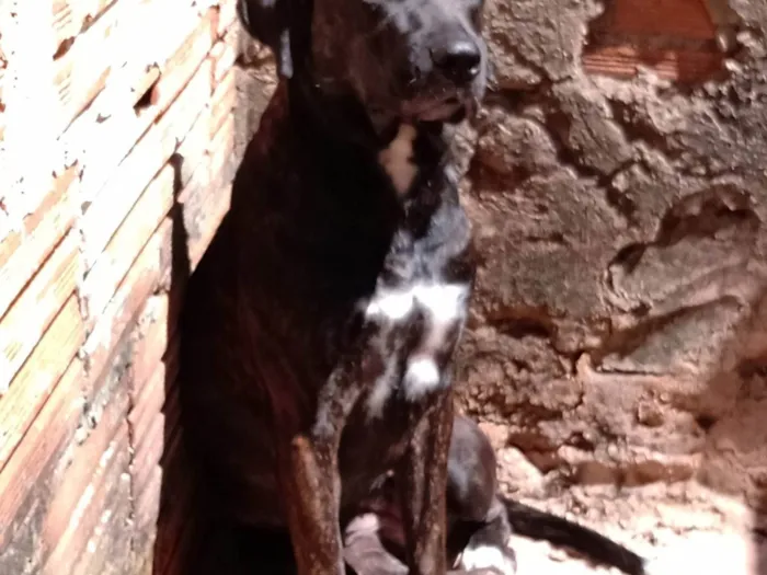 Cachorro ra a SRD-ViraLata idade 4 anos nome Pantera 