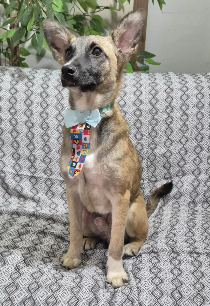 Cachorro ra a SRD-ViraLata idade 7 a 11 meses nome Luca