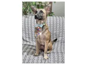 Cachorro raça SRD-ViraLata idade 7 a 11 meses nome Luca