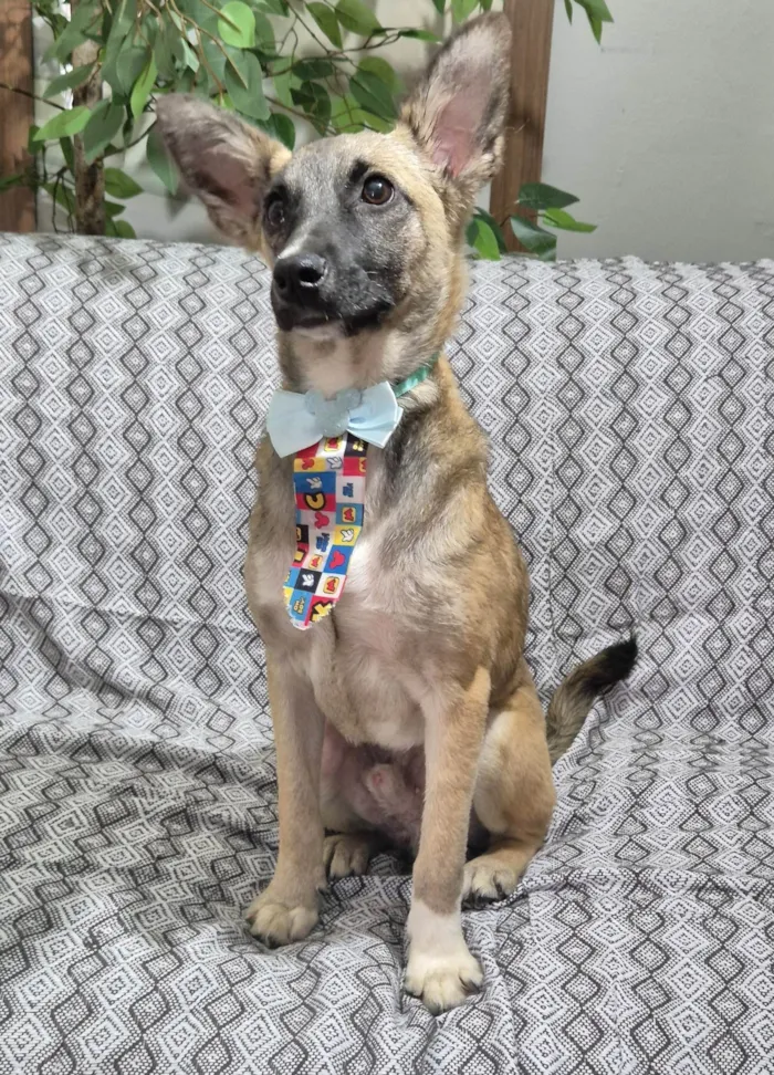 Cachorro ra a SRD-ViraLata idade 7 a 11 meses nome Luca