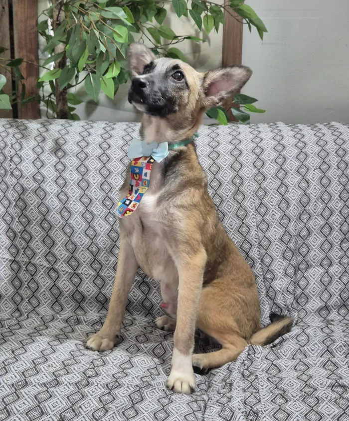 Cachorro ra a SRD-ViraLata idade 7 a 11 meses nome Luca