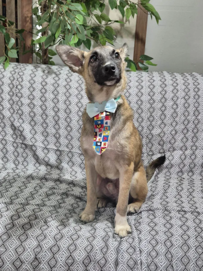 Cachorro ra a SRD-ViraLata idade 7 a 11 meses nome Luca