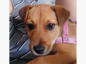 Cachorro raça SRD-ViraLata idade 2 a 6 meses nome Maggie