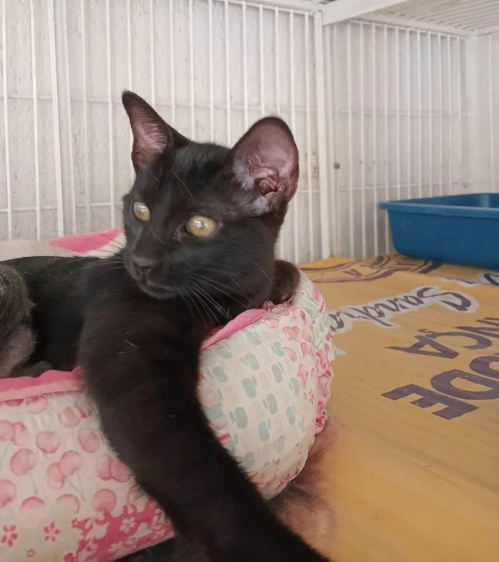 Gato ra a SRD-ViraLata idade 2 a 6 meses nome LARA BLACK