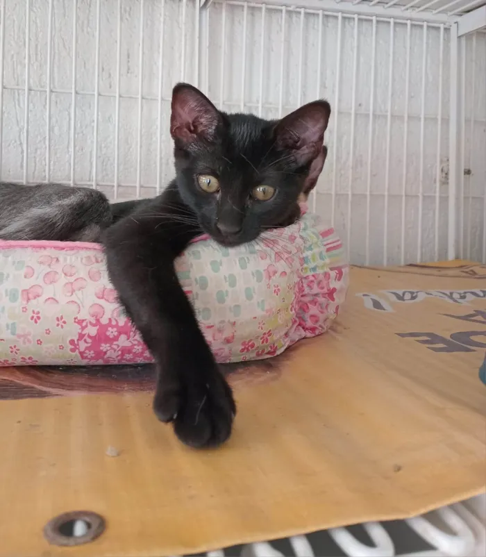 Gato ra a SRD-ViraLata idade 2 a 6 meses nome LARA BLACK