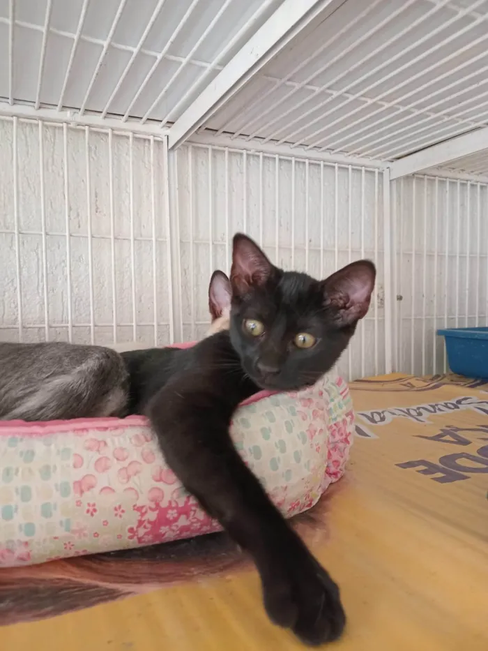 Gato ra a SRD-ViraLata idade 2 a 6 meses nome LARA BLACK
