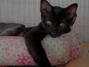 Gato raça SRD-ViraLata idade 2 a 6 meses nome LARA BLACK 