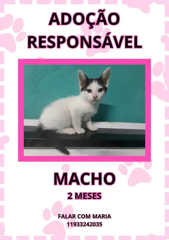 Gato ra a SRD-ViraLata idade 2 a 6 meses nome Gatinho