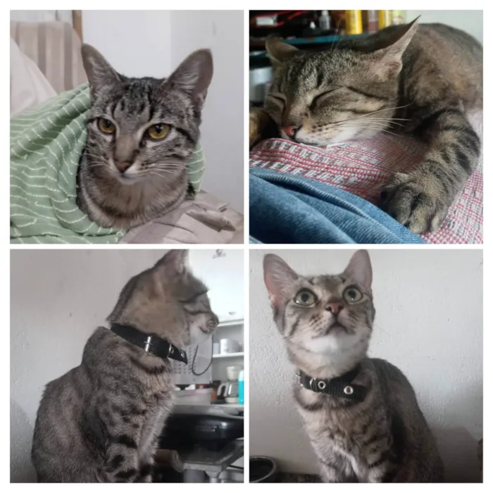 Gato ra a SRD-ViraLata idade 4 anos nome Luana