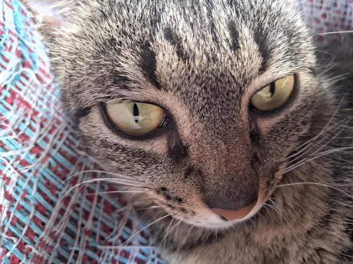 Gato ra a SRD-ViraLata idade 4 anos nome Luana