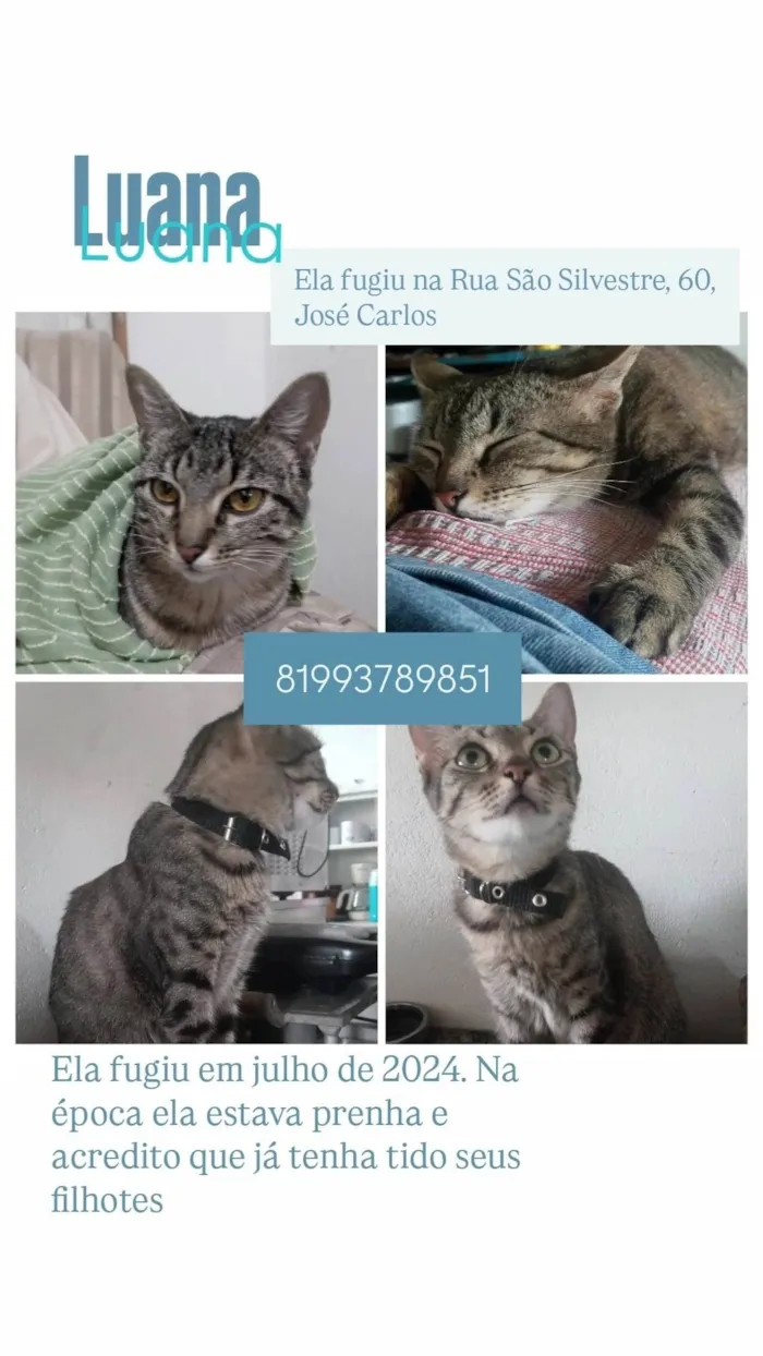 Gato ra a SRD-ViraLata idade 4 anos nome Luana