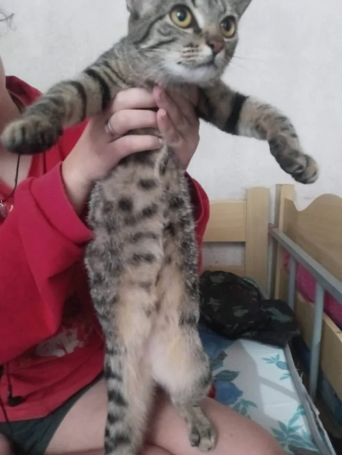 Gato ra a SRD-ViraLata idade 4 anos nome Luana