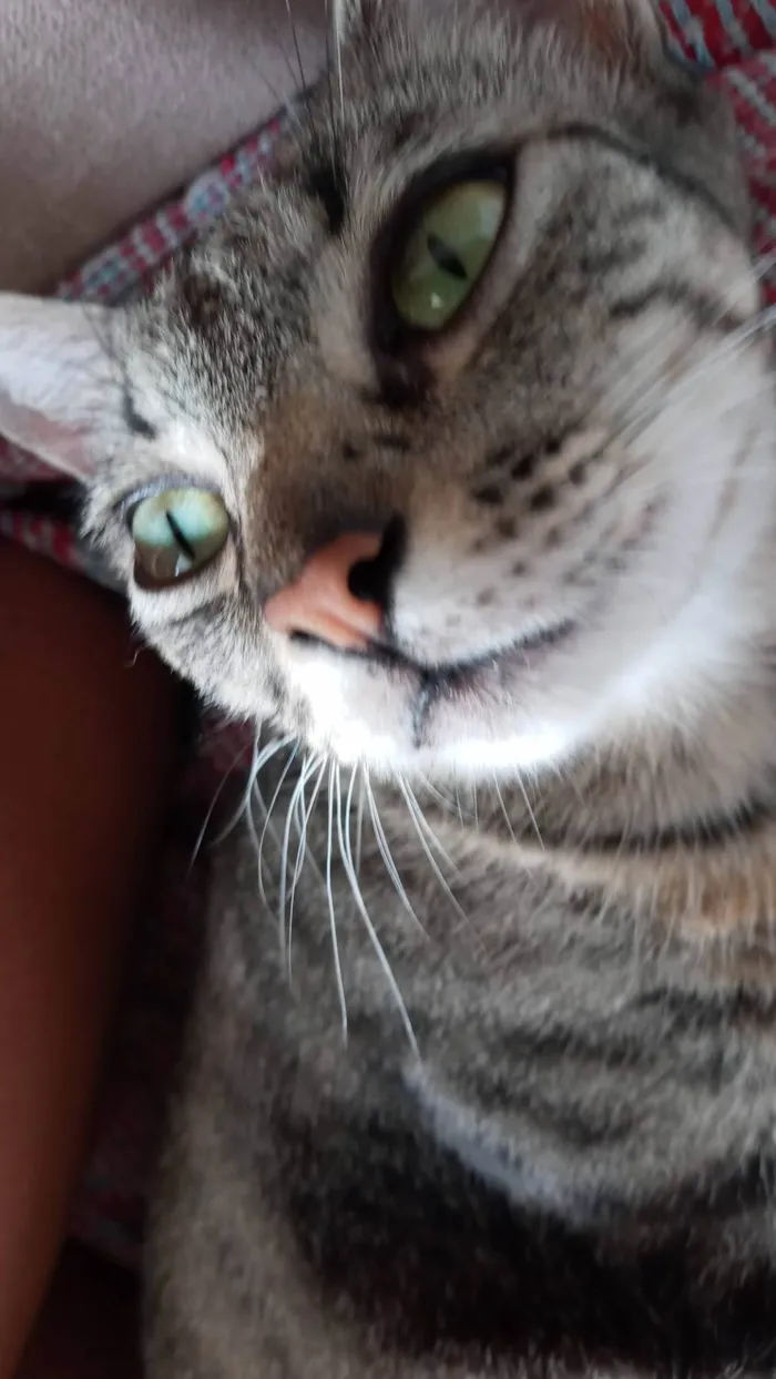 Gato ra a SRD-ViraLata idade 4 anos nome Luana