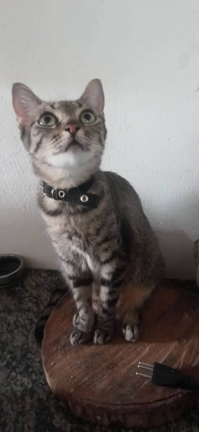 Gato ra a SRD-ViraLata idade 4 anos nome Luana
