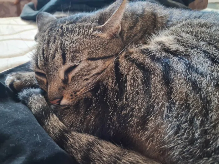 Gato ra a SRD-ViraLata idade 4 anos nome Luana