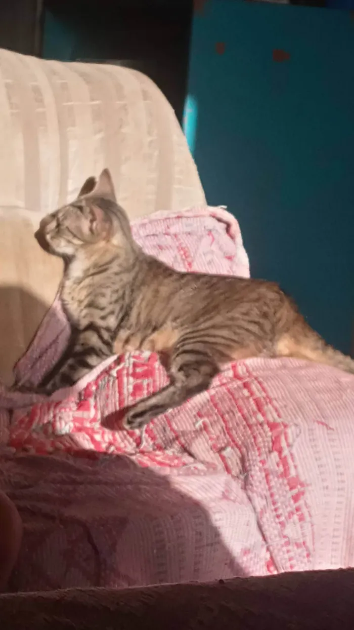 Gato ra a SRD-ViraLata idade 4 anos nome Luana