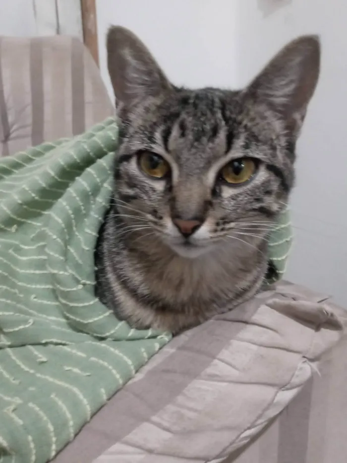 Gato ra a SRD-ViraLata idade 4 anos nome Luana