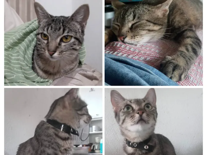 Gato ra a SRD-ViraLata idade 4 anos nome Luana