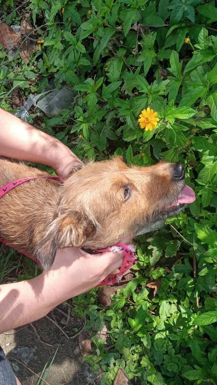 Cachorro ra a SRD-ViraLata idade 4 anos nome Berenice