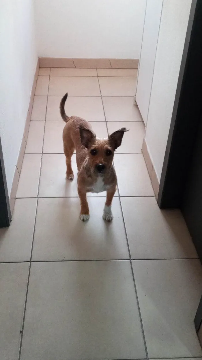 Cachorro ra a SRD-ViraLata idade 4 anos nome Berenice