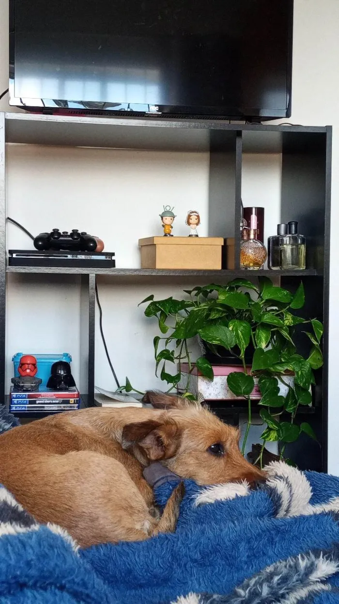 Cachorro ra a SRD-ViraLata idade 4 anos nome Berenice