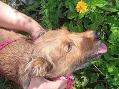 Cachorro raça SRD-ViraLata idade 4 anos nome Berenice