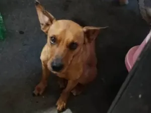Cachorro raça SRD-ViraLata idade 2 anos nome Marrom