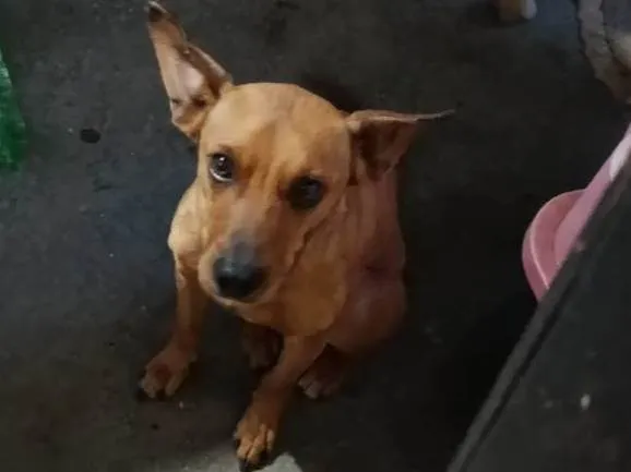 Cachorro ra a SRD-ViraLata idade 2 anos nome Marrom