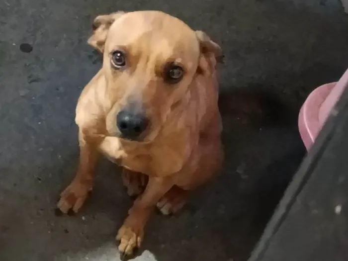Cachorro ra a SRD-ViraLata idade 2 anos nome Marrom