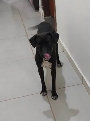 Cachorro raça SRD-ViraLata idade 3 anos nome Vitoria Andreia Da Silva