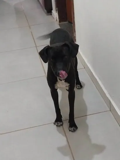Cachorro raça SRD-ViraLata idade 3 anos nome Vitoria Andreia Da Silva