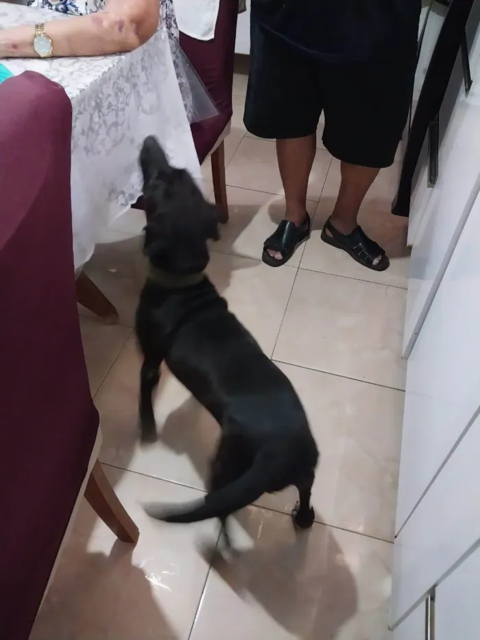 Cachorro ra a SRD-ViraLata idade 3 anos nome Vitoria Andreia Da Silva