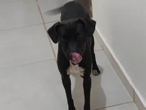 Cachorro raça SRD-ViraLata idade 3 anos nome Vitoria Andreia Da Silva