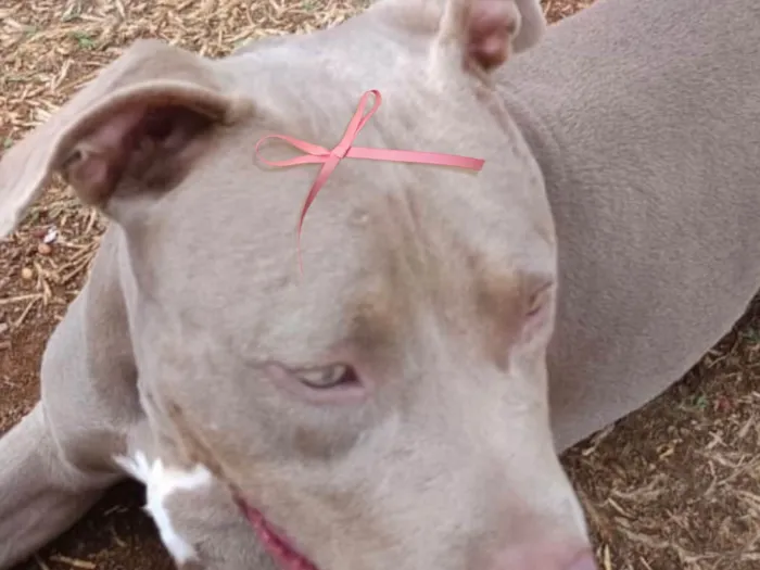 Cachorro raça Pit-Bull idade 1 ano nome Malu 