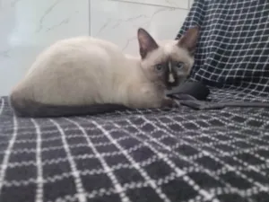 Gato raça Siamês idade 2 a 6 meses nome Luna