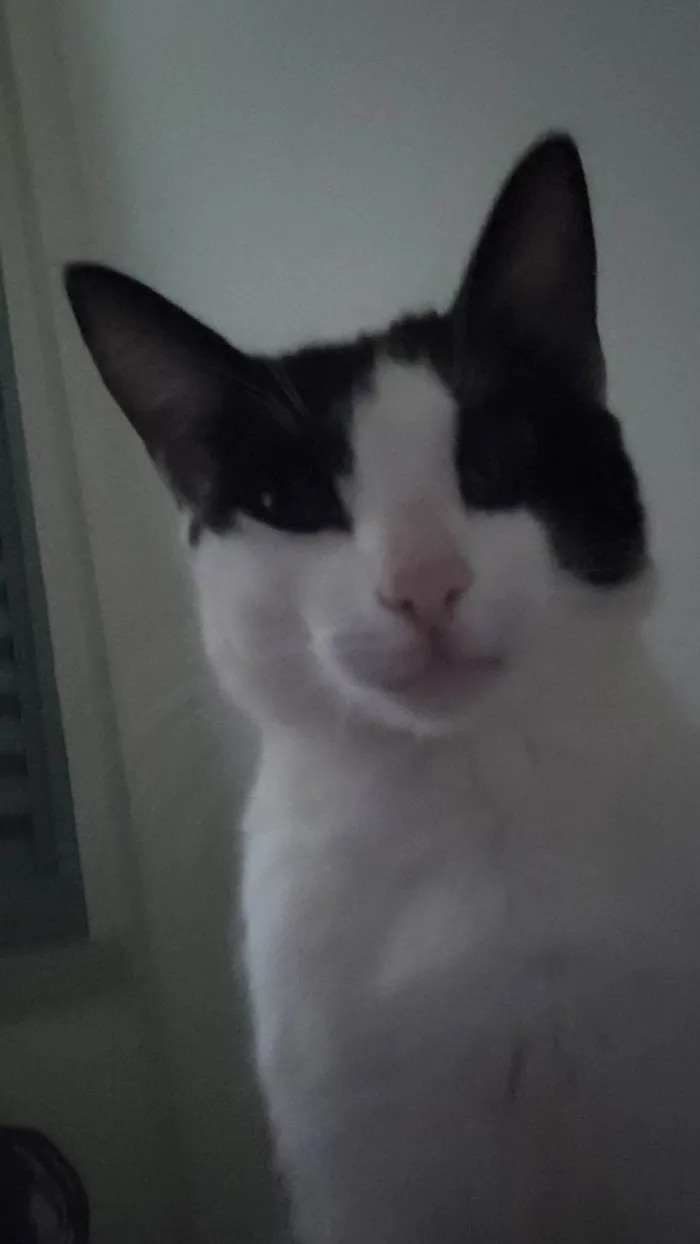 Gato ra a SRD-ViraLata idade 7 a 11 meses nome Luffy