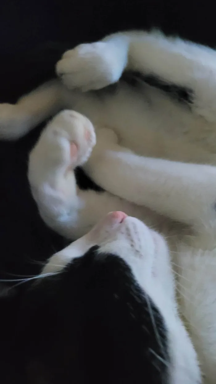 Gato ra a SRD-ViraLata idade 7 a 11 meses nome Luffy