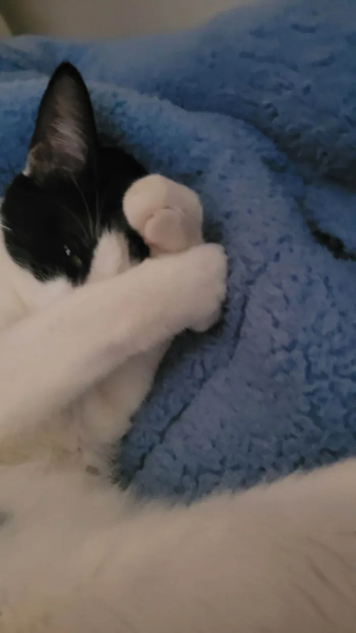 Gato ra a SRD-ViraLata idade 7 a 11 meses nome Luffy