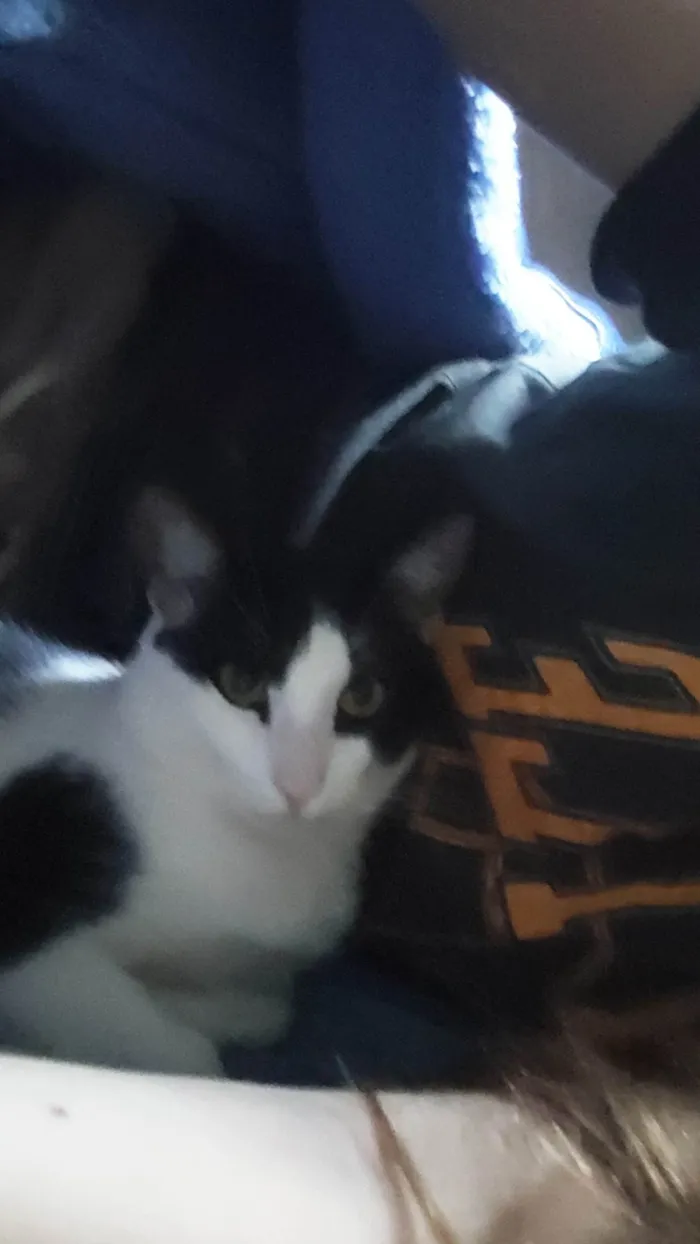 Gato ra a SRD-ViraLata idade 7 a 11 meses nome Luffy