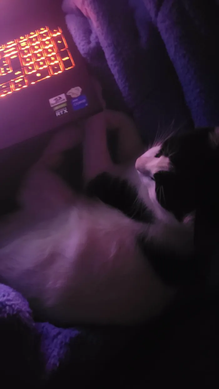 Gato ra a SRD-ViraLata idade 7 a 11 meses nome Luffy